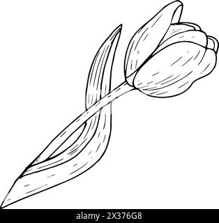 Tulpenblume Vektor-Illustration. Gebogener Kopf mit Blattfedern, schwarze Umrisszeichnung. Grußkarte mit botanischer Blüte. Kontur der Tintenlinie Stock Vektor