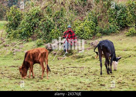 TILILI, ÄTHIOPIEN, 20. APRIL 2019. Äthiopischer Mann hält ausgemergelte Kühe. Tilili, Region Amhara Äthiopien, 20. April. 2019 Stockfoto