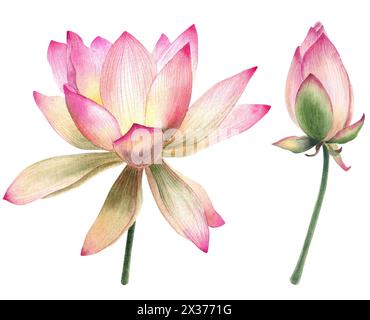 Aquarell Lotusblumen, realistisch, Illustration, botanisch, Hochzeitseinladung, Dekoration, Lotussamen, isoliert, rosa Blumen, Muttertag, Feder Stockfoto