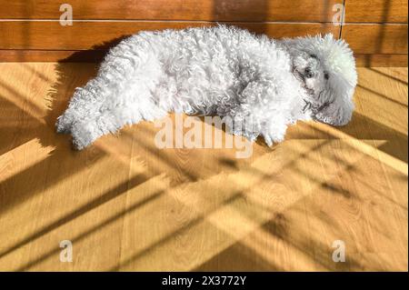 Ein maltesischer Bichon liegt friedlich, sein weißes Fell scheint unter der Sonne. Stockfoto