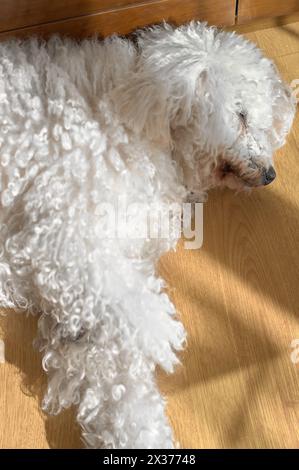 Eindrucksvolle Aufnahme des ruhigen Moments eines maltesischen Bigons, während die Sonne sein flauschiges weißes Fell streichelt. Stockfoto