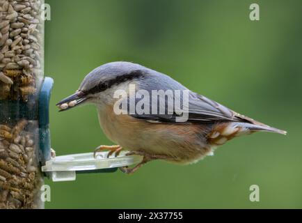 Eurasische Nuthatch (Sitta europaea) sammelt Sonnenblumenherzen aus einem Futterhäuschen für Gartenvögel, um sie zu ihren Jungen zu bringen Stockfoto