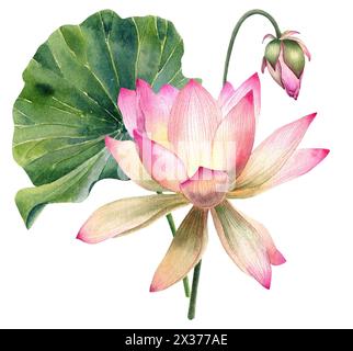 Lotus Blumen Set, Aquarell, realistisch, Blätter Illustrationen, handgemalt, rosa Wasserblume, Seerose, Samen, botanisches Gemälde, Blumen, Spa Stockfoto