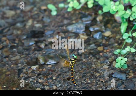 Lebendige Anotogaster-Klossi-Libelle, die über klarem Wasser schwebt und ihre auffälligen Farben und Muster zeigt. Während des Fluges erfasst und zeigt Agilität Stockfoto