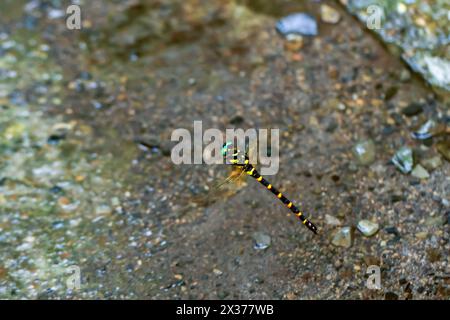 Lebendige Anotogaster-Klossi-Libelle, die über klarem Wasser schwebt und ihre auffälligen Farben und Muster zeigt. Während des Fluges erfasst und zeigt Agilität Stockfoto