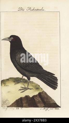 Aas-Krähe, Corvus Corone. Die Raben-krahe, die Rabenkrähe, la Corneille noire, Gesimse. Handkolorierter Kupferstich nach einer Illustration von Francois-Nicolas Martinet aus Bernhard Christian Ottos Ausgabe von Comte de Buffons Naturgeschichte der Vogel, Naturgeschichte der Vögel, Ben Joachim Pauli, Berlin, 1781. Stockfoto