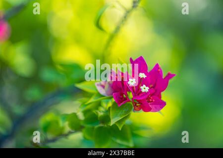 Wunderschöne Bougainvillea Blumen und Bougainvillea Pflanzenbaum im Sommer üppige Laub Regenzeit (Bougainvillea glabra Choisy). Blumen sind rosa Stockfoto