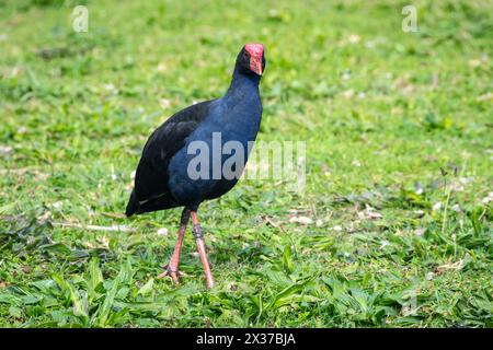 Pukeko in der Waikanae Lagune, Wellington, Nordinsel, Neuseeland Stockfoto