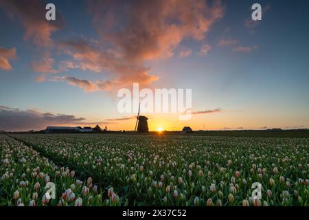 Holländische Tulpenfelder bei Sonnenaufgang mit Windmühle-Silhouette Stockfoto