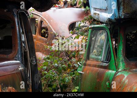 Verlassene Fahrzeuge auf dem Schrottplatz „Crash Palace“, Horopito, Waimarino, Nordinsel, Neuseeland Stockfoto