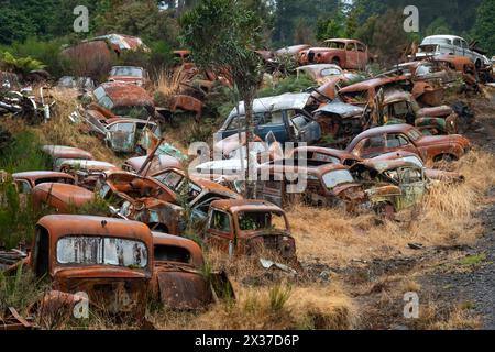 Verlassene Fahrzeuge auf dem Schrottplatz „Crash Palace“, Horopito, Waimarino, Nordinsel, Neuseeland Stockfoto