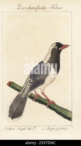 Rotschnabel blaue Elster, Urocissa erythroryncha. Der Chinesische Heher mit rothem Schnabel, Chinese jay, la Pie a bec rouge de la Chine, le Pie de Macao, Macao Krähe, Corvus sinensis, Corvus erythrorhynchos. Handkolorierter Kupferstich nach einer Illustration von Jean Gombaud aus Bernhard Christian Ottos Ausgabe von Comte de Buffons Naturgeschichte der Vogel, Naturgeschichte der Vögel, Ben Joachim Pauli, Berlin, 1781. Stockfoto