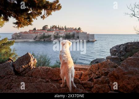 Ein weißer Golden Retriever Hund blickt während der goldenen Stunde auf ein historisches Inseldorf auf der anderen Seite des Meeres Stockfoto