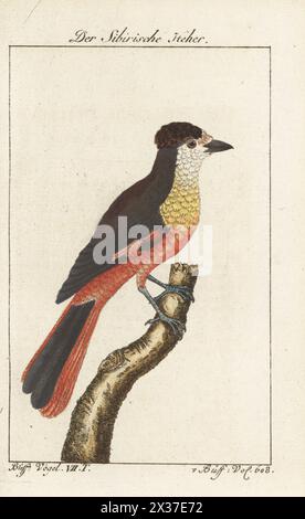 Sibirischer jay, Perisoreus infaustus. Der sibirische Heher, Unglückshäher, le Geai de Siberie, Mésangeai Imitateur, Corvus infaustus. Handkolorierter Kupferstich nach einer Illustration von Francois-Nicolas Martinet aus Bernhard Christian Ottos Ausgabe von Comte de Buffons Naturgeschichte der Vogel, Naturgeschichte der Vögel, Ben Joachim Pauli, Berlin, 1781. Stockfoto