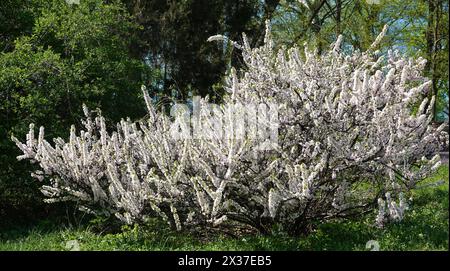 Kirschpflaumenbaum mit Zweigen bedeckt mit schönen Blumen in Frühlingsblüte Stockfoto