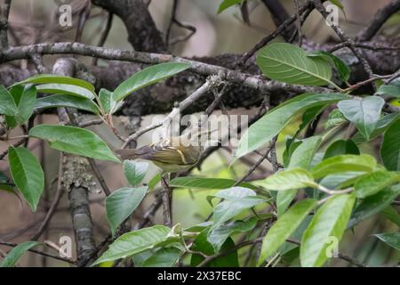 Phylloscopus pulcher, in Khonoma in Nagaland, Indien Stockfoto