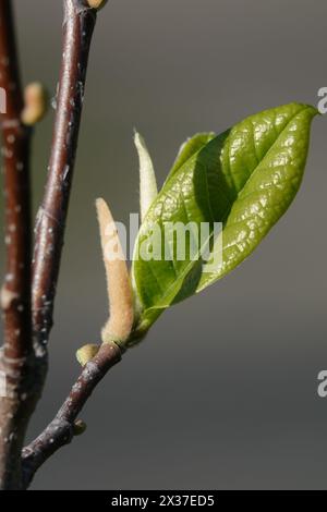 Frühlingsaufwachen - grüne Triebe im frühen Frühjahr auf einem Pflanzenzweig Stockfoto