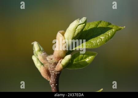 Frühlingsaufwachen - grüne Triebe im frühen Frühjahr auf einem Pflanzenzweig Stockfoto