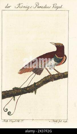 König Paradiesvogel, Cicinnurus regius. Der Königs Paradies Vogel, der Königs-Paradiesvogel, Paradisier Royal. Handkolorierter Kupferstich nach einer Illustration von Francois-Nicolas Martinet aus Bernhard Christian Ottos Ausgabe von Comte de Buffons Naturgeschichte der Vogel, Naturgeschichte der Vögel, Ben Joachim Pauli, Berlin, 1781. Stockfoto