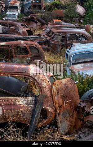 Verlassene Fahrzeuge auf dem Schrottplatz „Crash Palace“, Horopito, Waimarino, Nordinsel, Neuseeland Stockfoto