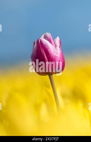 Ein violetter Tulpenkopf hebt sich in einem gelben Feld hervor Stockfoto