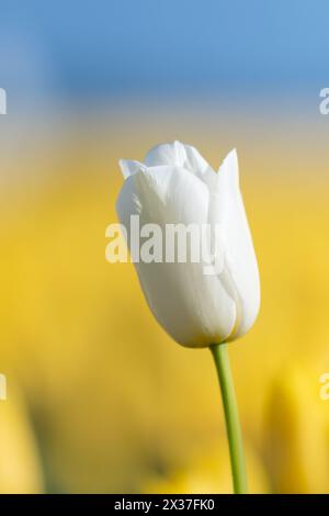 Eine weiße Tulpe steht hoch in einem Feld aus gelben Tulpen in den Niederlanden Stockfoto