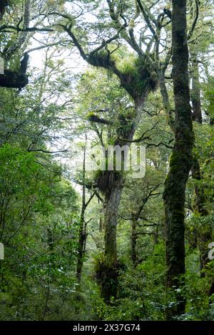 Epiphyten wachsen auf Bäumen in der Nähe des Lake Rotokura, Tongariro National Park, Nordinsel, Neuseeland Stockfoto