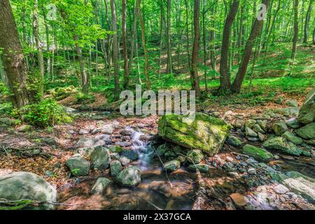 Wunderschöne Landschaft des Gebirgsflusses, der im Frühling durch grüne Buchenwälder fließt. Sonniges Wetter Bach Bach Sommer wunderschöner Natur Hintergrund Stockfoto