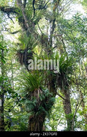 Epiphyten wachsen auf Bäumen in der Nähe des Lake Rotokura, Tongariro National Park, Nordinsel, Neuseeland Stockfoto