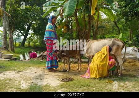 Sundarbans, Indien - 20. Oktober 2023: Eine indische Farmerin in traditionellem Sari wird auf ihrem Bauernhof im ländlichen Indien beim Melken einer Kuh gesehen. Indische Frau bei der Arbeit Stockfoto