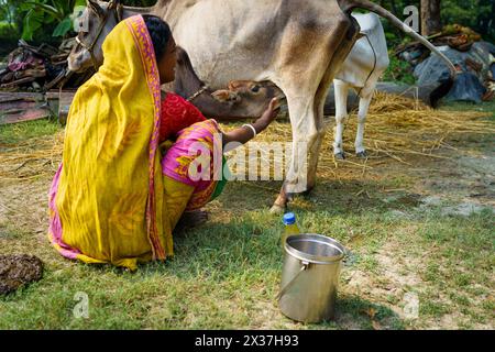 Sundarbans, Indien - 20. Oktober 2023: Eine indische Farmerin in traditionellem Sari wird auf ihrem Bauernhof im ländlichen Indien beim Melken einer Kuh gesehen. Indische Frau bei der Arbeit Stockfoto