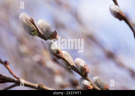 Blühende flauschige Triebe auf Weidenzweigen im Frühjahr Stockfoto