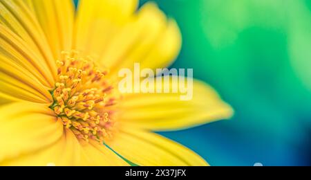 Künstlerische gelbe Blumensamen strukturierte Details mit Kopierraum auf abstraktem weichem grünem blauem Laubhintergrund. Makrofotografie. Traumhafte Blumennahmebildung Stockfoto