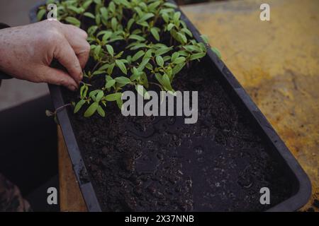 Gärtner pflanzt zu Hause Setzlinge in einem schwarzen Plastiktablett. Stockfoto