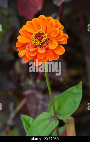 Zinnia elegans Orange King, Zinnia, jährliche, halb-doppelte orange Blume Stockfoto