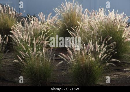 Miniatur-Brunnengras (Pennisetum Setaceum) Das Chedi Hotel Muscat Oman Stockfoto