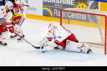 SC Rapperswil-Jona Lakers Torhüter #60 Melvin Nyffeler (Rapperswil) greift sich, während dem Spiel gegen den EV Zug in der Bossard Arena, den Puck. (Z Stockfoto
