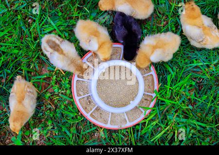 Niedliche kleine Vögel essen von einem speziellen Futterhäuschen auf dem Bauernhof. Stockfoto