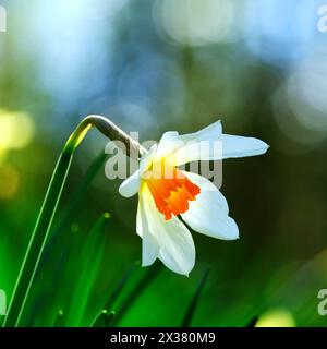 Narzisse Stockfoto