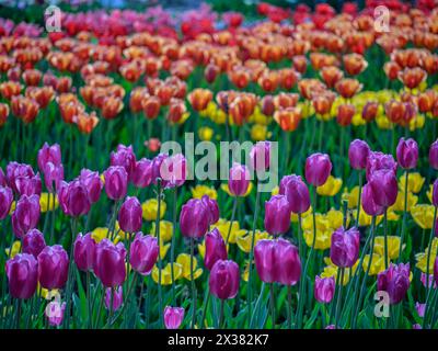 Viele blühende, bunte Tulpen Stockfoto