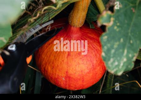 Roter kuri-Kürbis oder Zwiebelkürbis in einem ökologischen Garten, cucurbita maxima Stockfoto