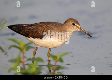 Grüner Sandpiper (Tringa ochropus), Erwachsener, Hongkong Oktober 2013 Stockfoto