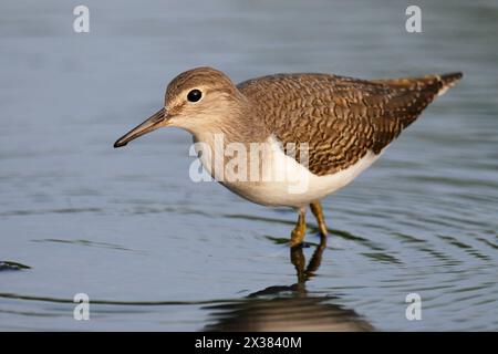 Sandpiper (Actitis hypoleucos), Erwachsene, Hongkong September 2013 Stockfoto