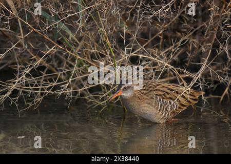 Eastern Water Rail (Rallus indicus) Long Valley, Hongkong Dez 2013 Stockfoto