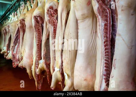 Schweinefleisch in der Produktion. Frische Schweineschlachtkörper in einem Fleischfabriklager. Hochwertige Fotos Stockfoto