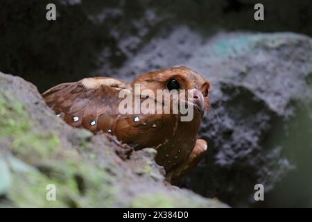 Oilbird (Steatornis caripensis), einzelner erwachsener Vogel, Nahaufnahme, mit riktalen Borsten, am Höhlensitz, Mindo, Ecuador, Südamerika Februar 2015 Stockfoto