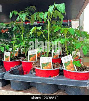 Tomatensämlinge in Töpfen im Gartencenter. Anbau von Setzlingen verschiedener Gemüsesorten in der Pflanzenzüchtung zum Verkauf. Stockfoto