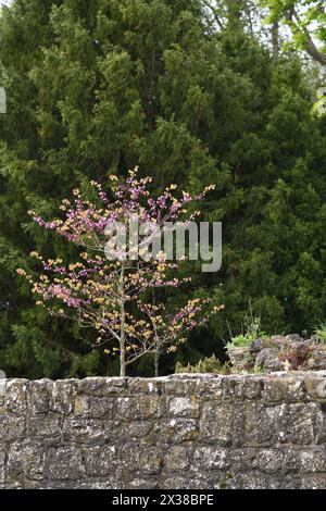 Baum mit Blüte hinter Steinmauer Stockfoto
