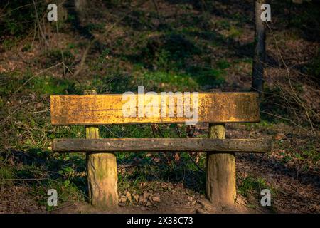 Eine leere Bank im Sonnenlicht bietet einen ruhigen Ort für eine ruhige Nachsicht inmitten der ruhigen Schönheit des Waldes. Stockfoto