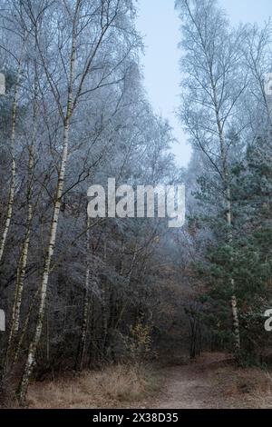 Dieses Bild fängt die ruhige Stimmung eines winterlichen Tages ein, an dem sich ein Birkenstand mit ihrer markanten weißen Rinde neben immergrünen Kiefern erhebt. Der Wald ist von einem feinen Nebel bedeckt, der die Zweige mit Frost bestäubt und die Bäume in den bewölkten Himmel einfügt. Der Unterholz, ruhend und gedämpft, verleiht der Szene Tiefe und deutet auf das ruhige Leben hin, das sich unter der Winterkälte bewegt. Dies ist eine Landschaft in Ruhe, in der die Stille der Luft und die sanfte Umarmung des Frosts eine Szene von subtiler Schönheit und Ruhe schaffen. Frostgeküsste Grove: Birke und Kiefer im Winternebel. Hochwertige Fotos Stockfoto